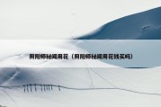 阴阳师秘闻用花（阴阳师秘闻用花钱买吗）