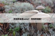阴阳师温酒sama？ 阴阳师酒图？