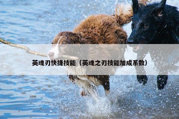 英魂刃快捷技能（英魂之刃技能加成系数）