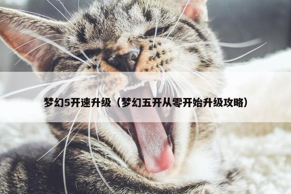 梦幻5开速升级（梦幻五开从零开始升级攻略）