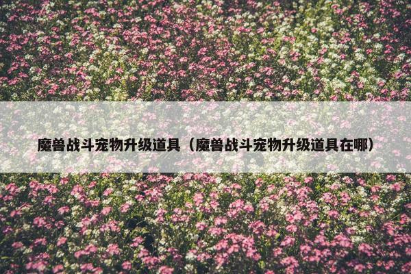 魔兽战斗宠物升级道具（魔兽战斗宠物升级道具在哪）