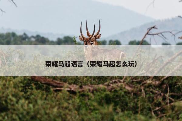 荣耀马超语言（荣耀马超怎么玩）