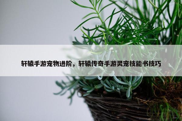 轩辕手游宠物进阶，轩辕传奇手游灵宠技能书技巧