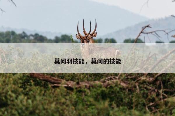 莫问羽技能，莫问的技能
